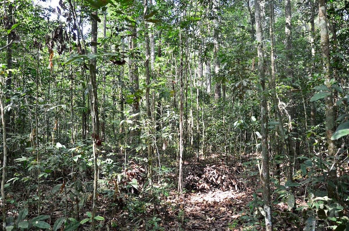 Floresta Nacional do Tapajós